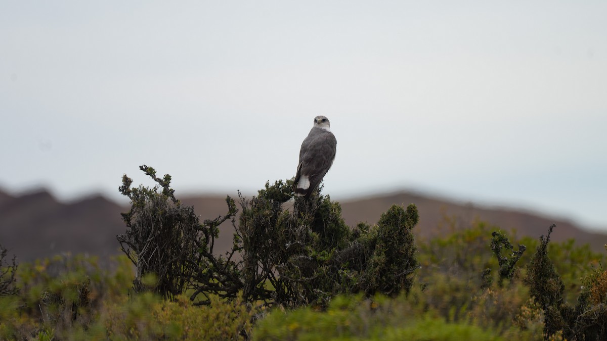 セアカノスリ - ML648165019