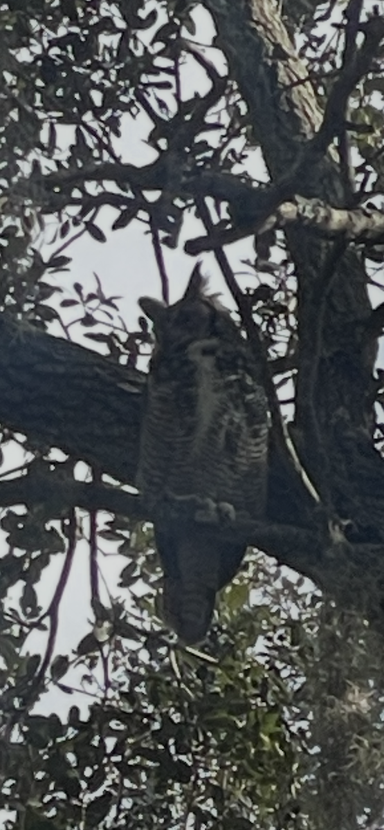 Great Horned Owl - ML648165034