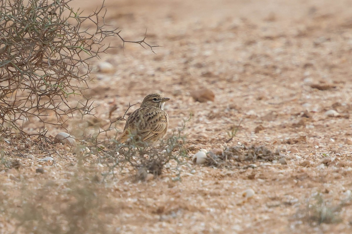 Жайворонок сірий - ML648165063