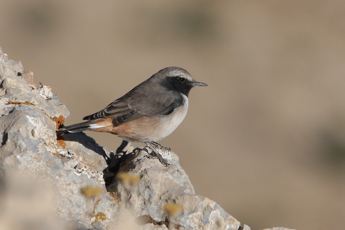 Kurdish Wheatear - ML64816581