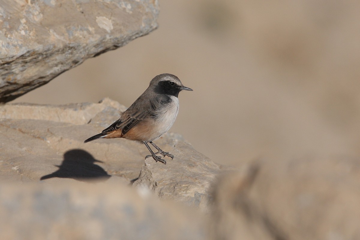 Kurdish Wheatear - ML64816611