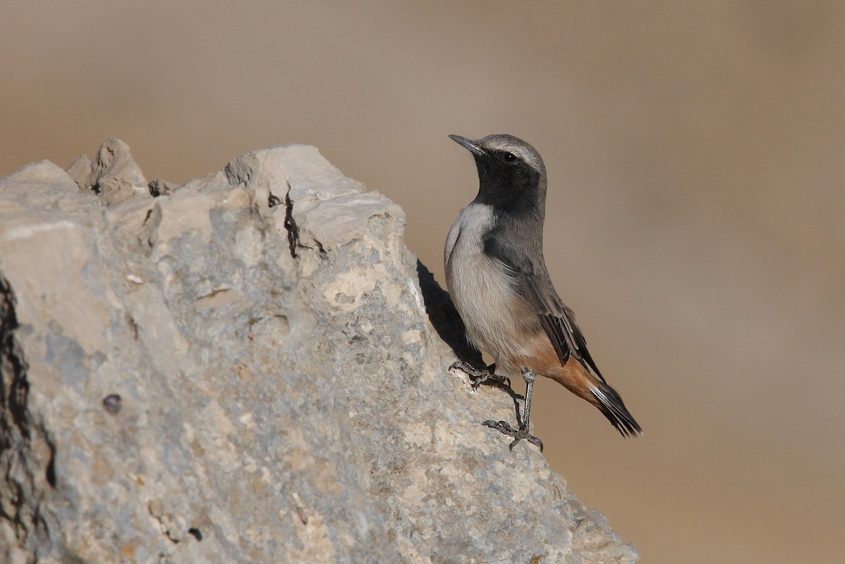 Kurdish Wheatear - Christoph Moning