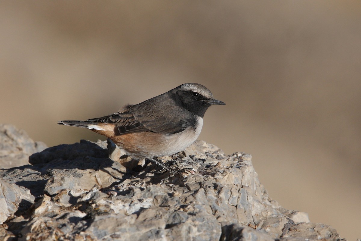 Kurdish Wheatear - Christoph Moning