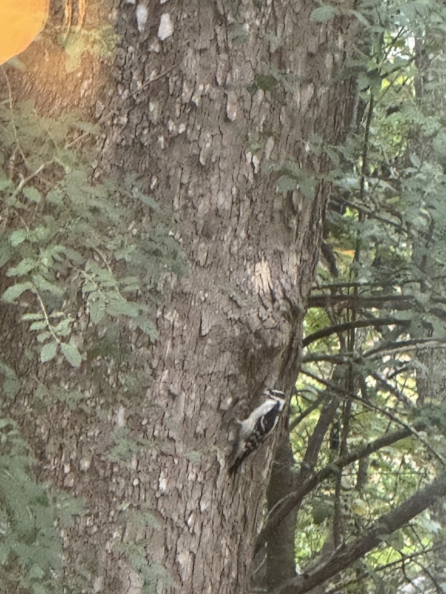 Downy Woodpecker - ML648166459