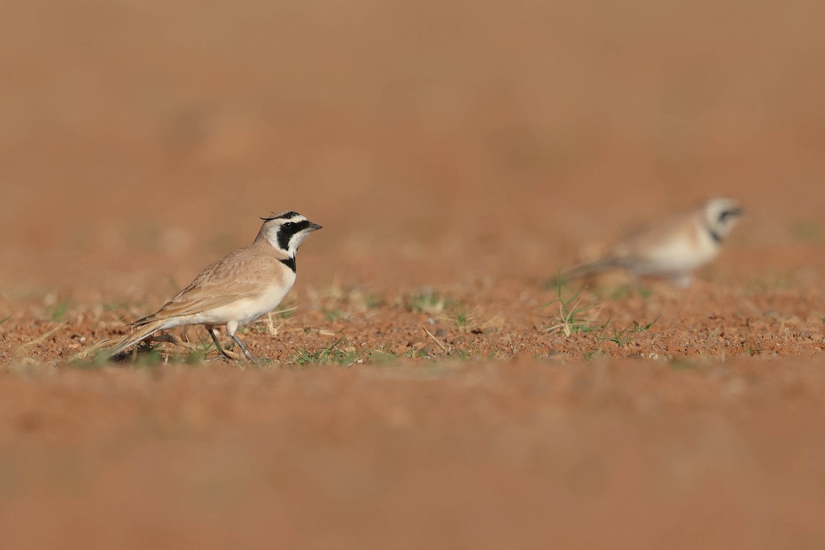 ウスイロハマヒバリ - ML648166708