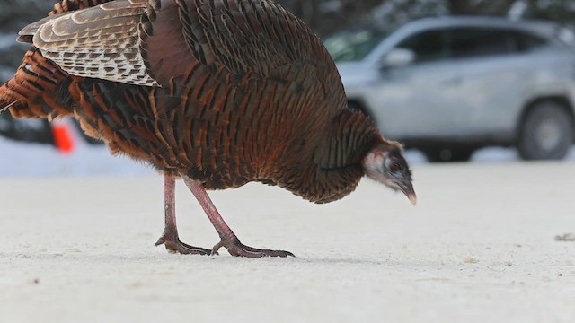 kalkun - ML648167051