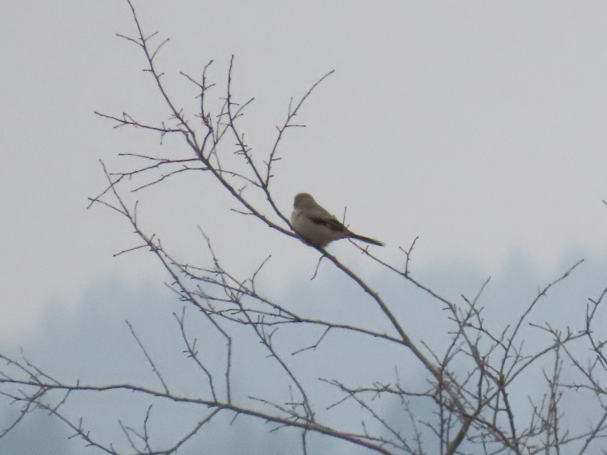 Northern Shrike - ML648167305
