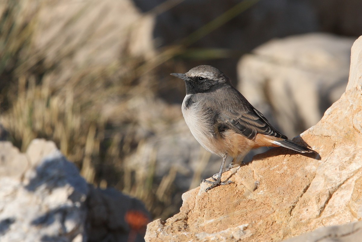 Kurdish Wheatear - ML64816731