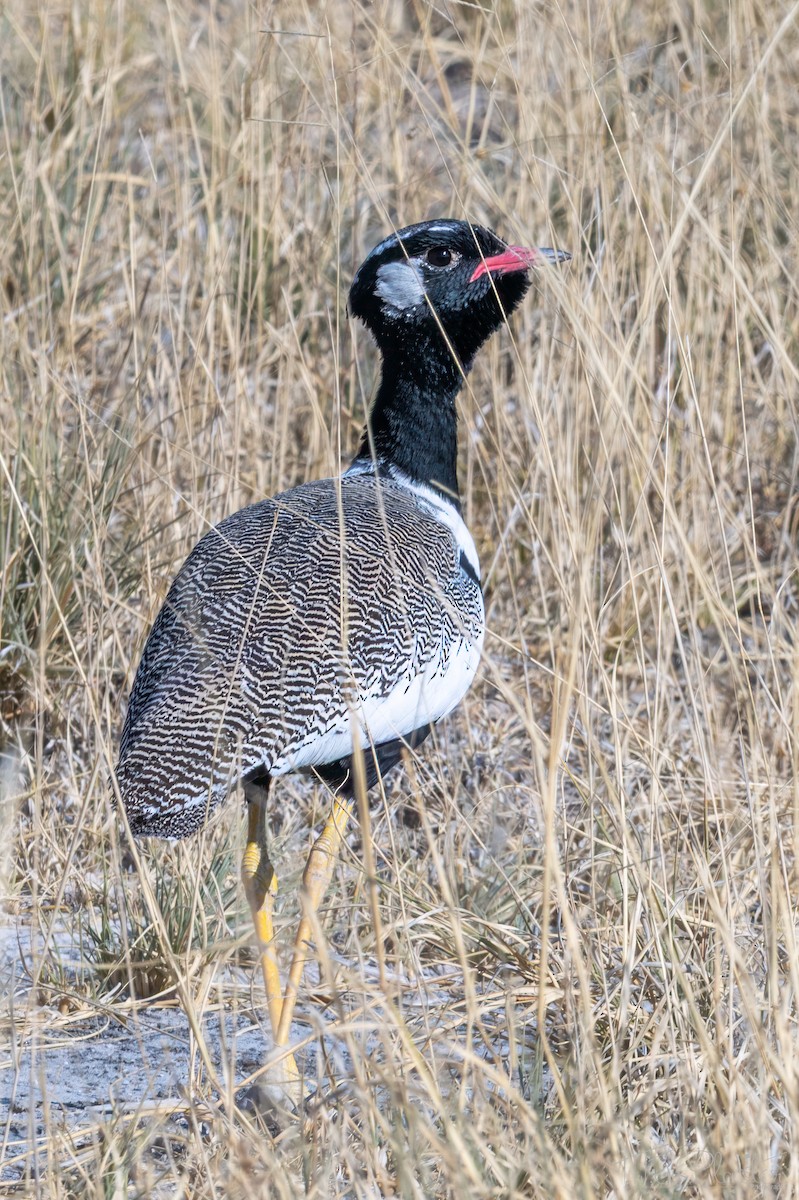 White-quilled Bustard - ML648167412