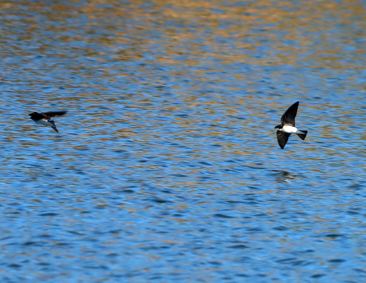 Tree Swallow - ML648167426