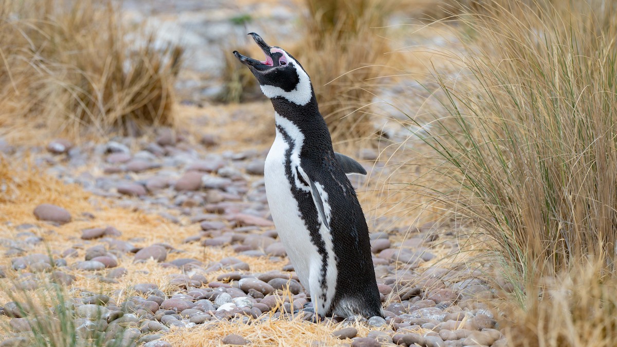 マゼランペンギン - ML648170220