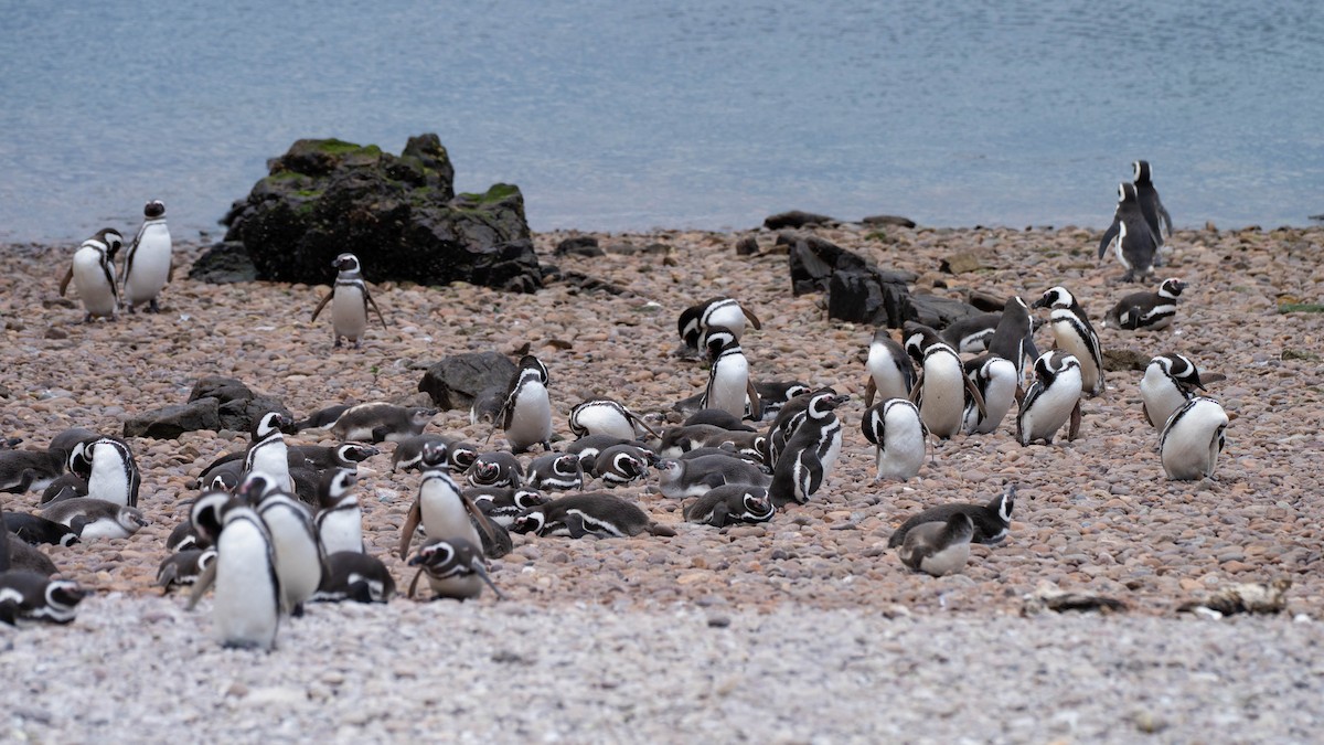 マゼランペンギン - ML648170223