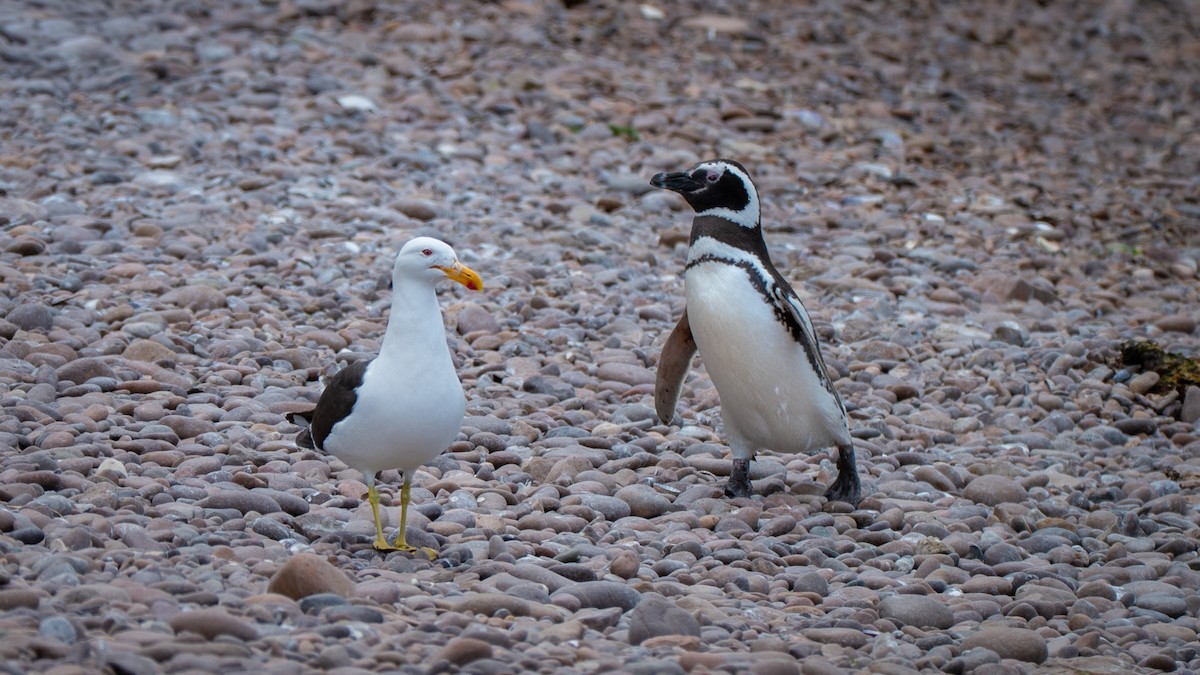 マゼランペンギン - ML648170231