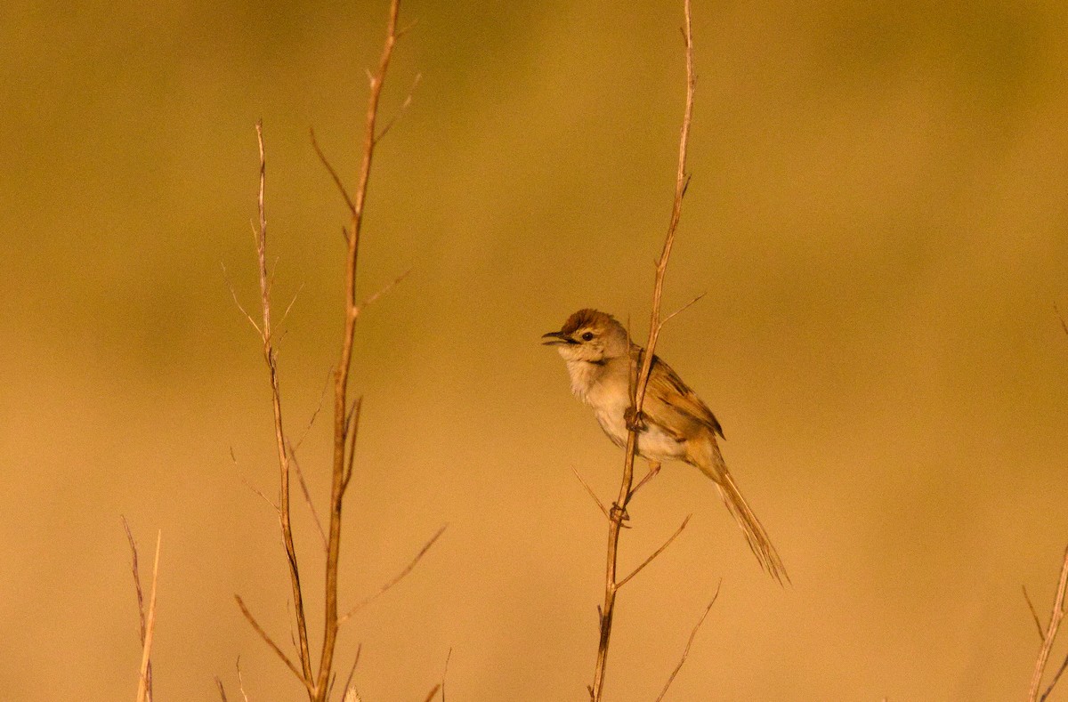 Tawny Grassbird - ML648170637
