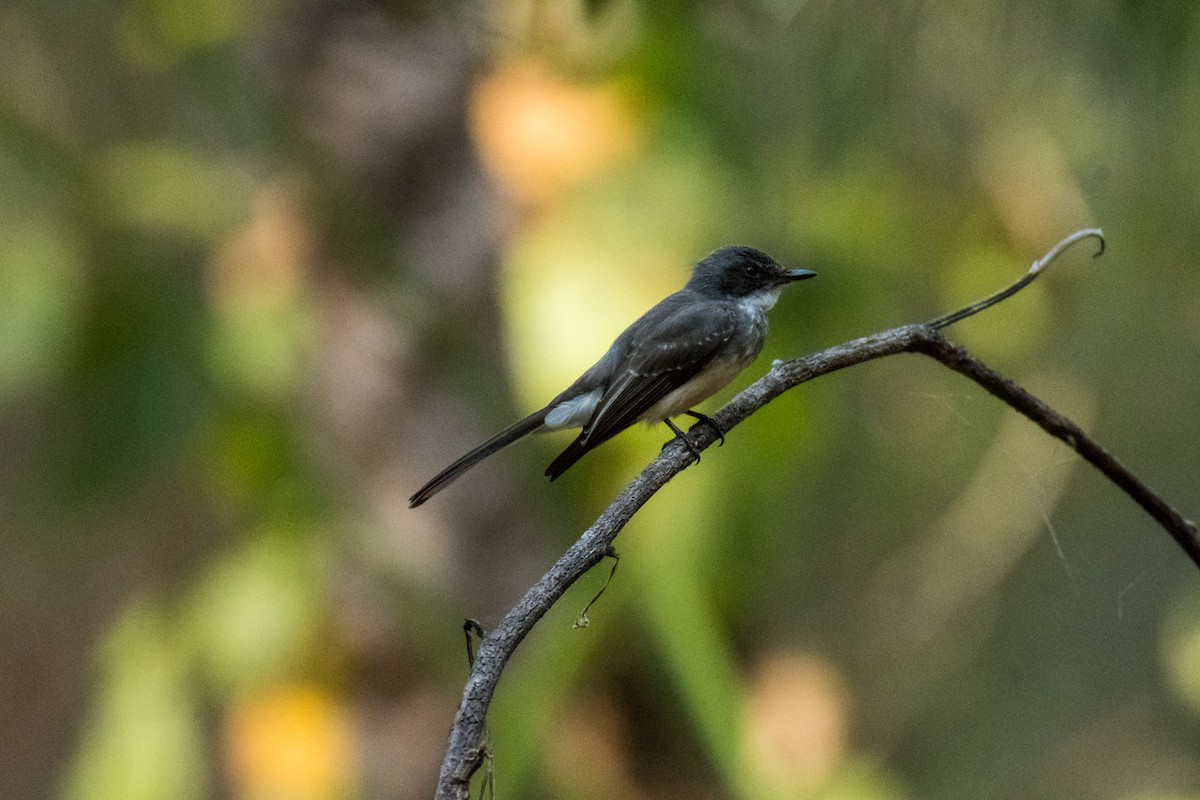 Northern Fantail - ML64817071