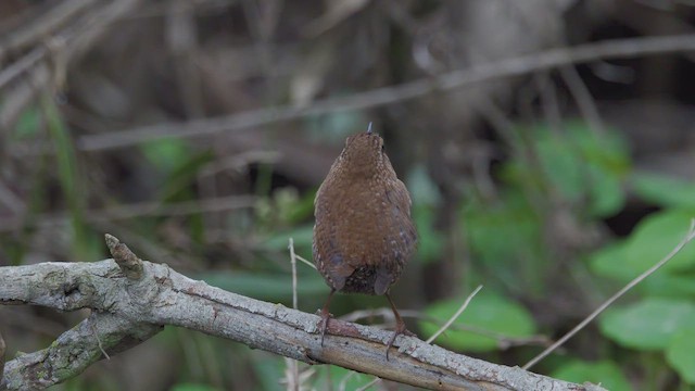 フユミソサザイ - ML648171004