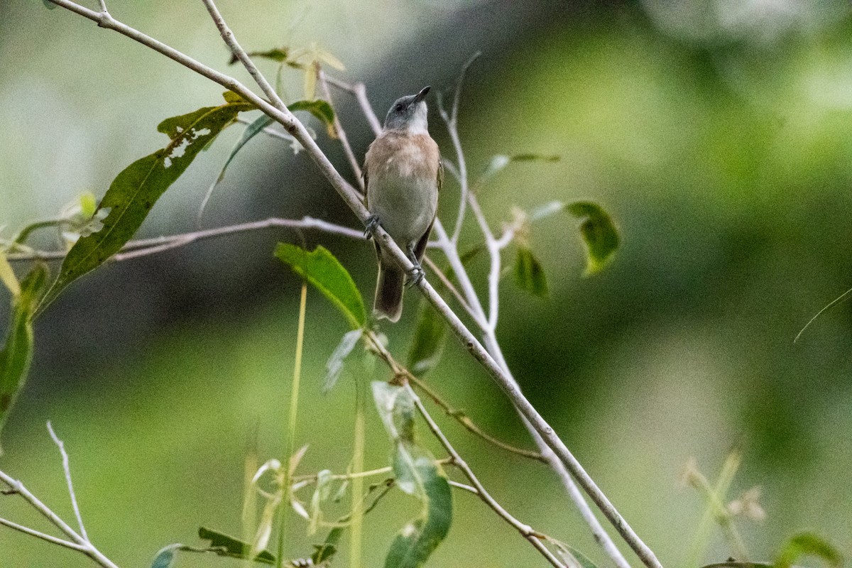 Rufous-banded Honeyeater - ML64817151