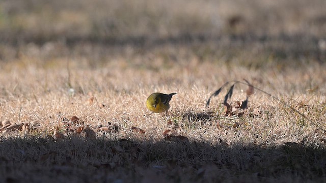 סבכון אורנים - ML648171616