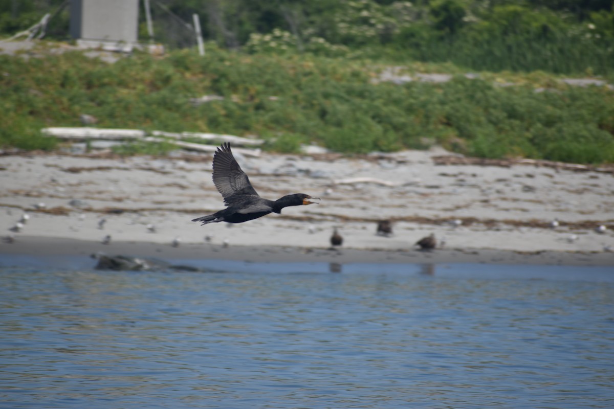 Double-crested Cormorant - ML64817171