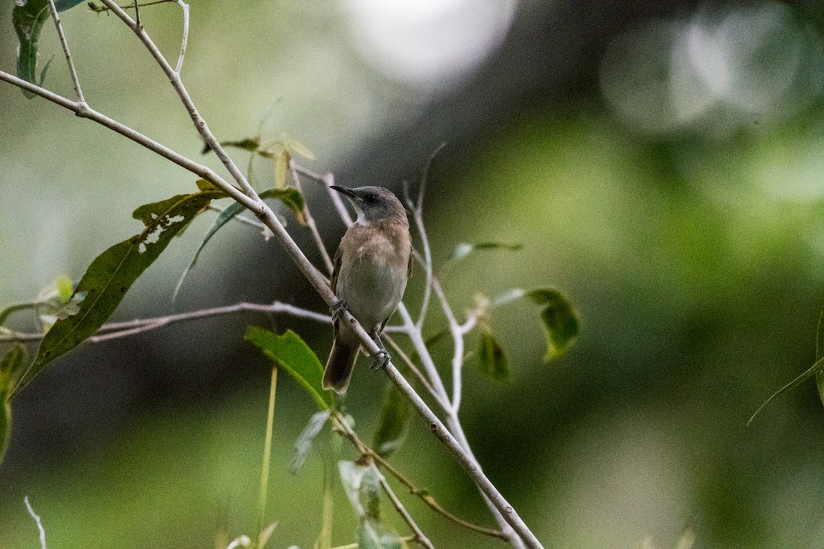 Rufous-banded Honeyeater - ML64817181