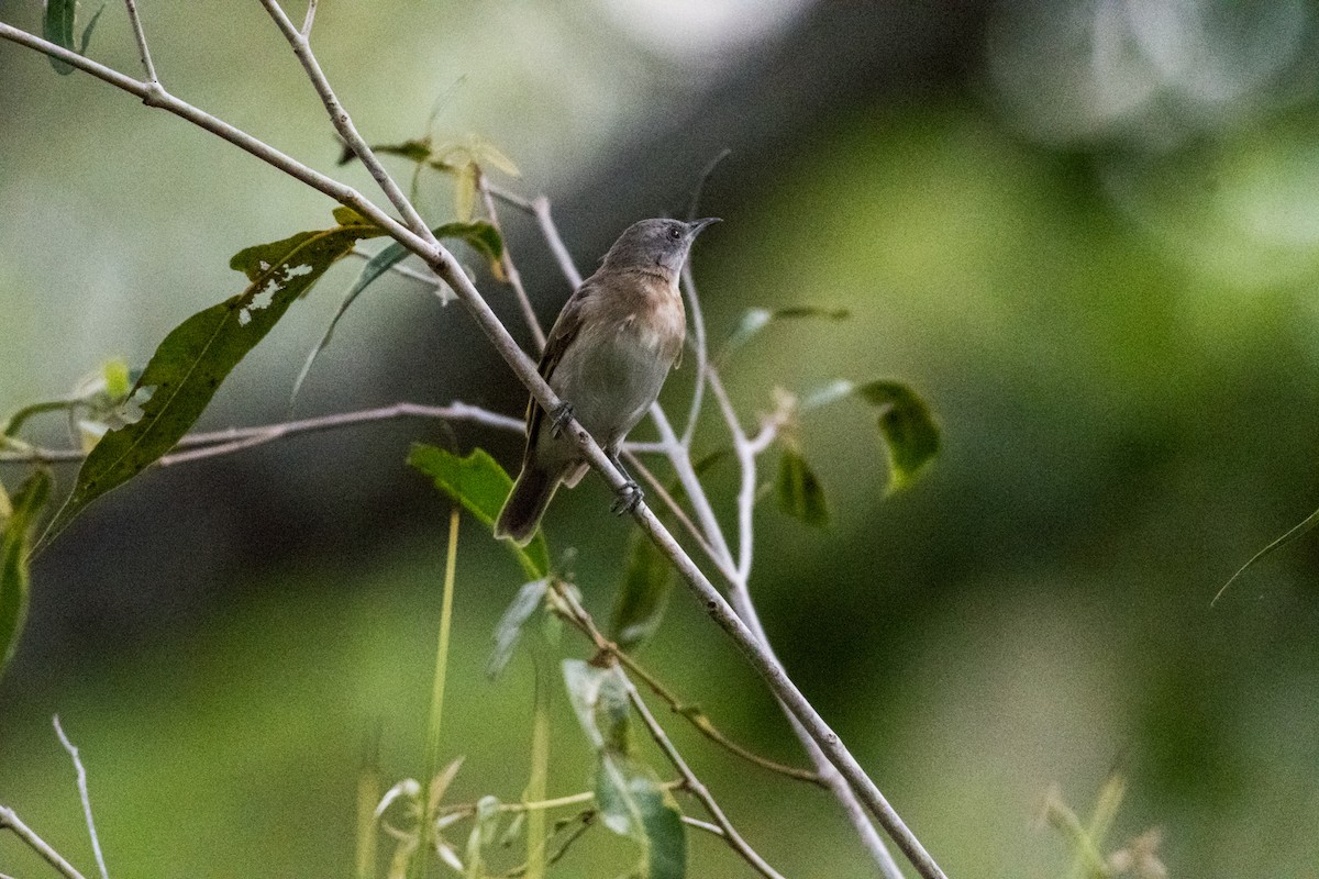 Rufous-banded Honeyeater - ML64817201