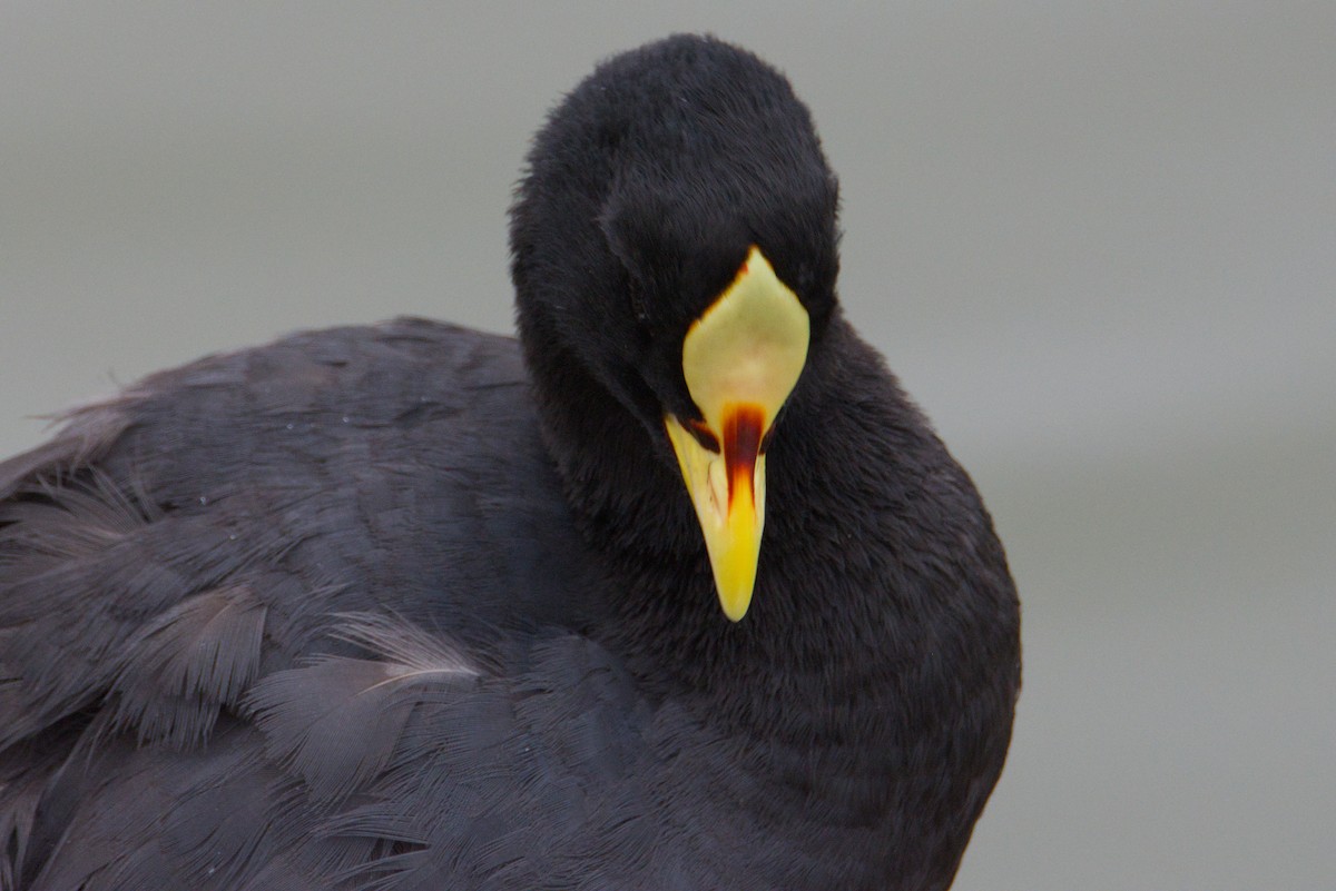 Red-gartered Coot - ML648172347