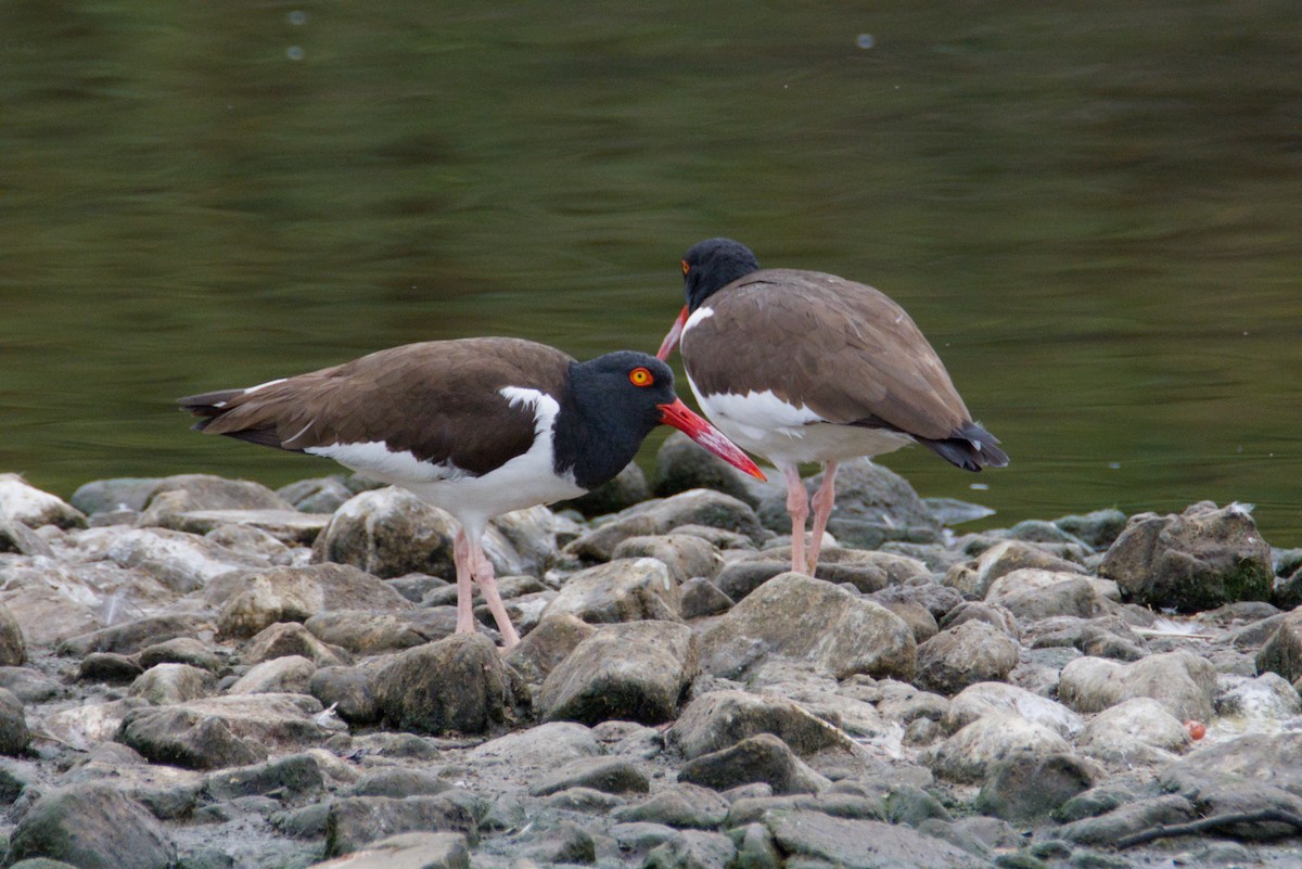 שלצדף אמריקני - ML648172359