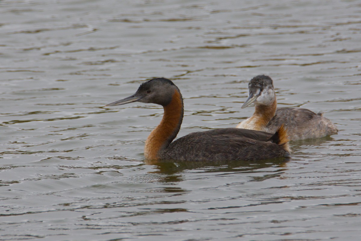 Great Grebe - ML648172393