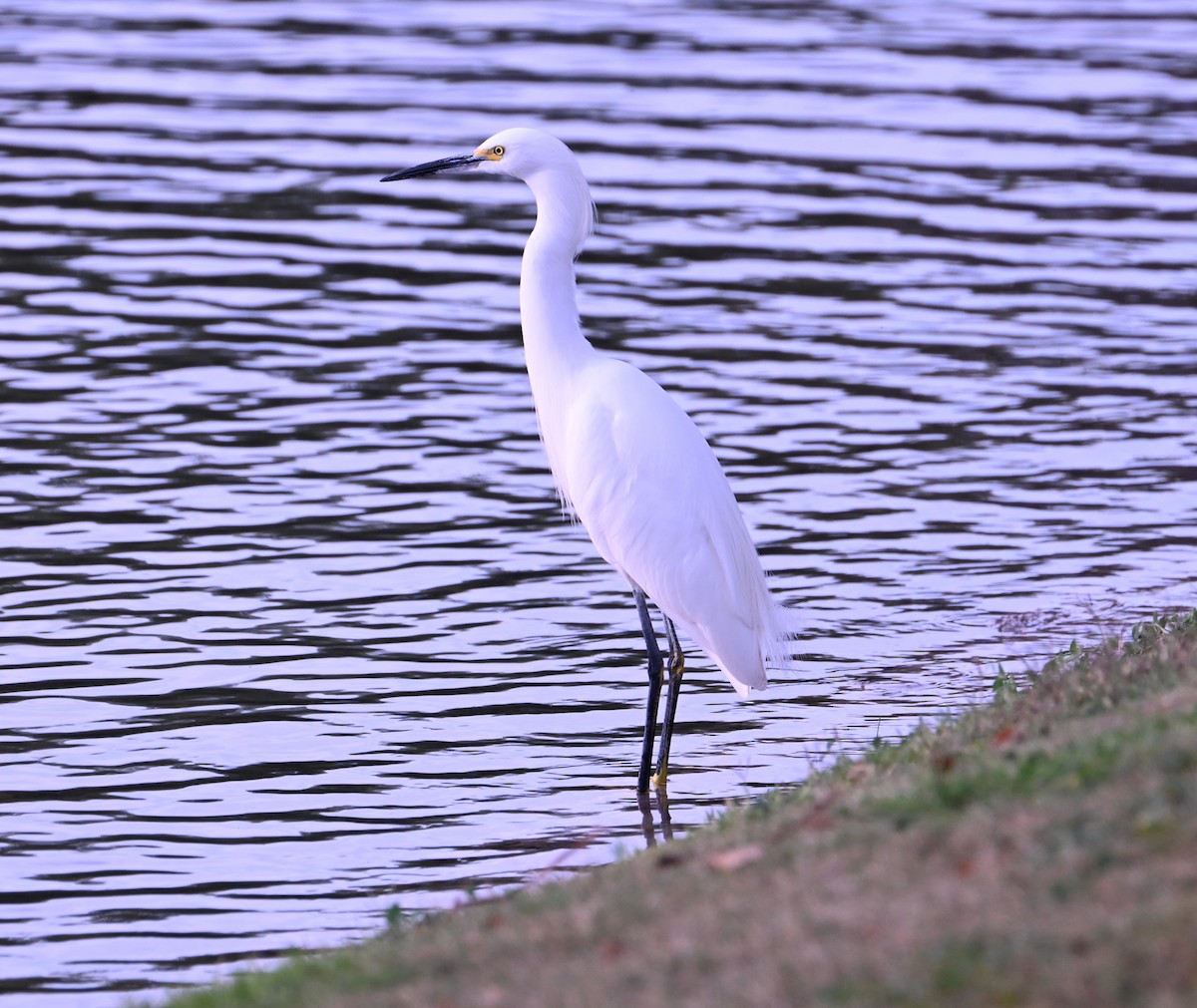 Snowy Egret - ML648172410
