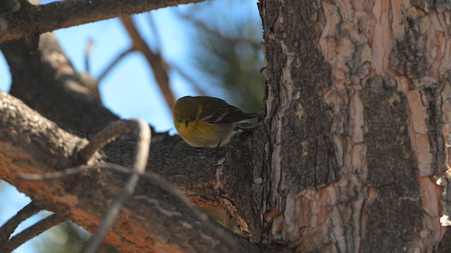 סבכון אורנים - ML648172688