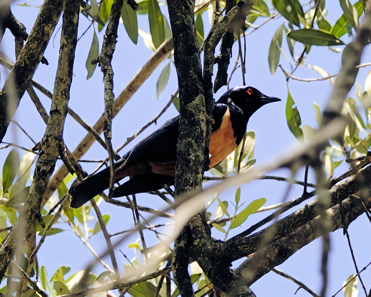 Hildebrandt's Starling - ML648172733