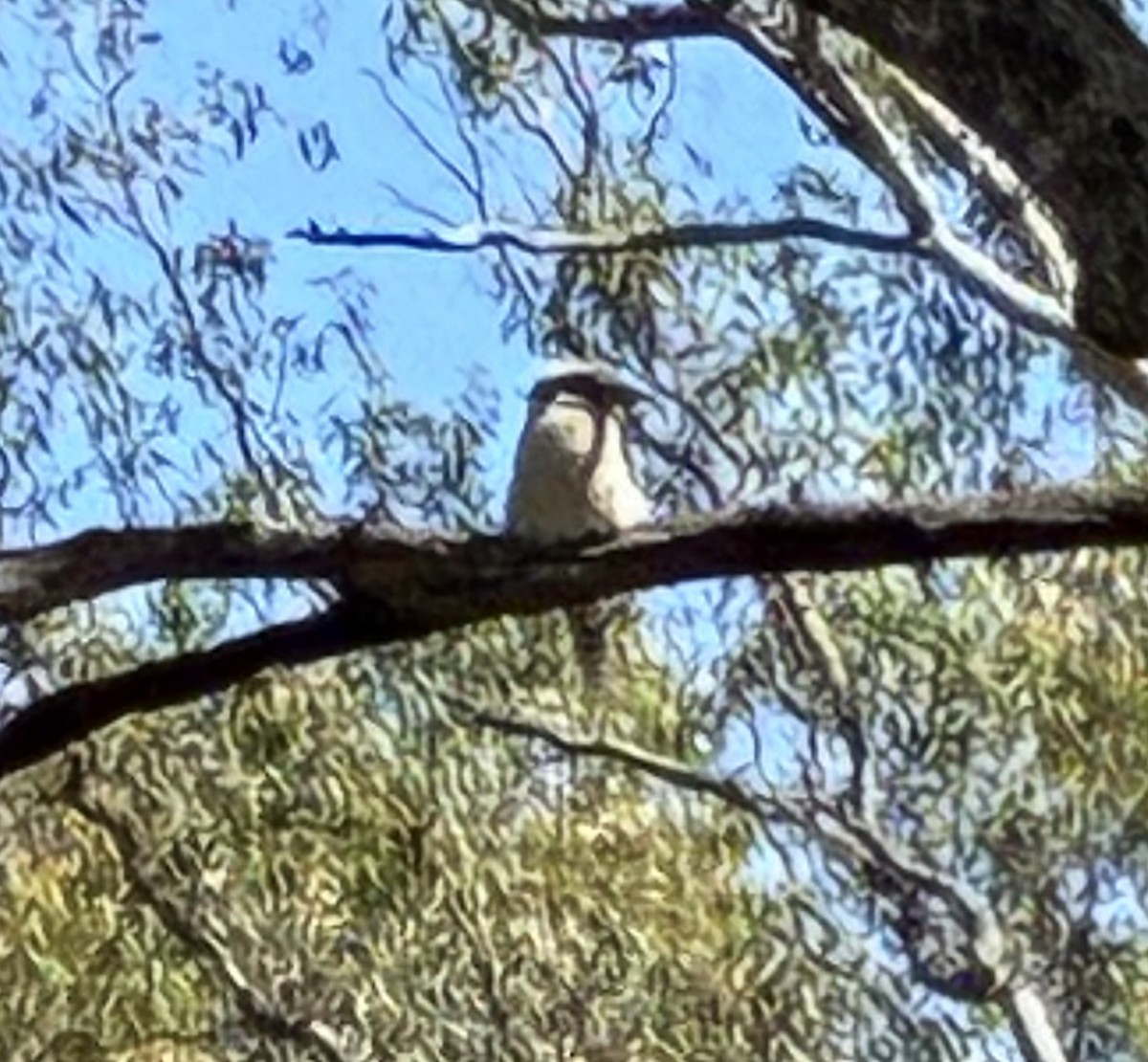 Laughing Kookaburra - ML648172773