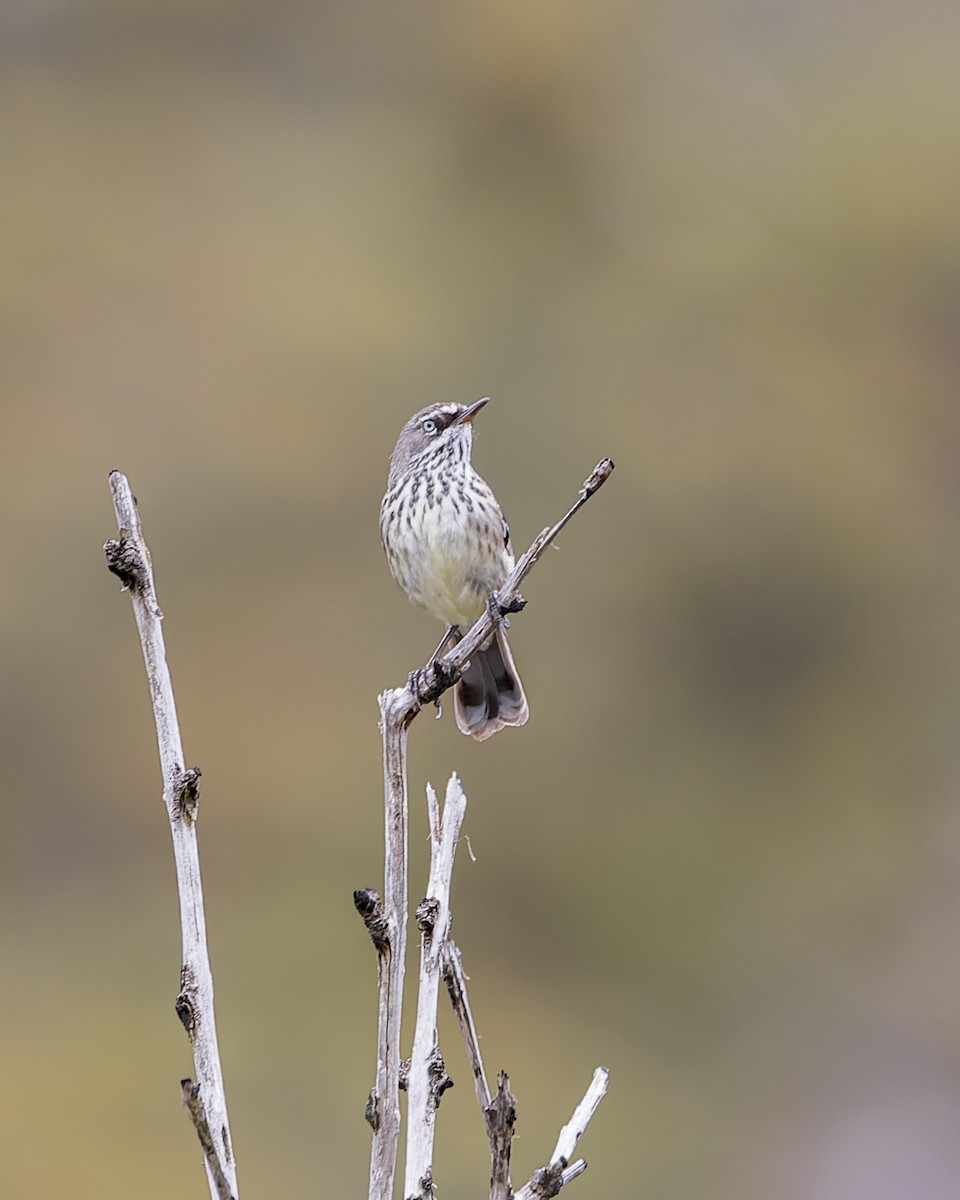 Spotted Scrubwren - ML648173007