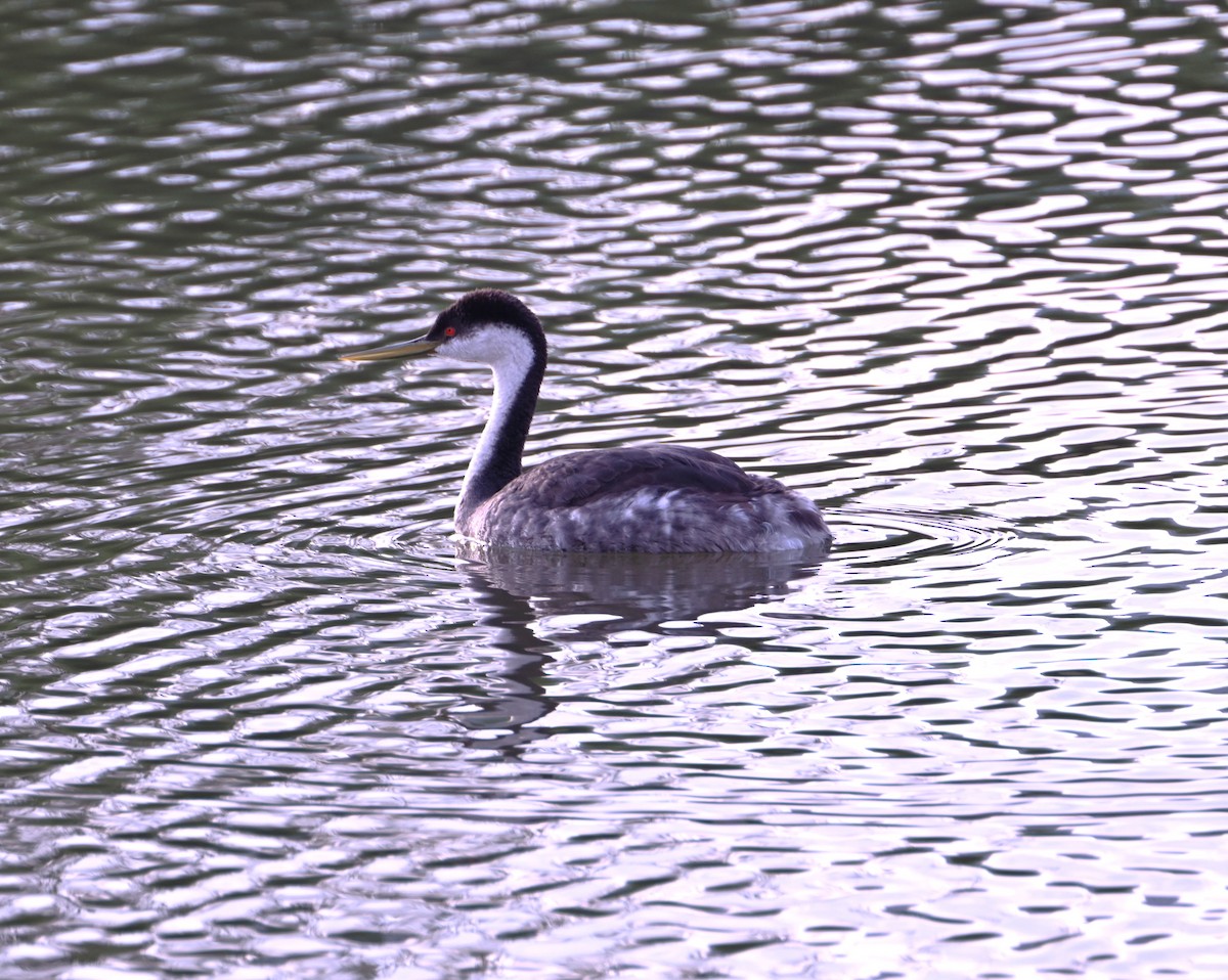 Western Grebe - ML648173111