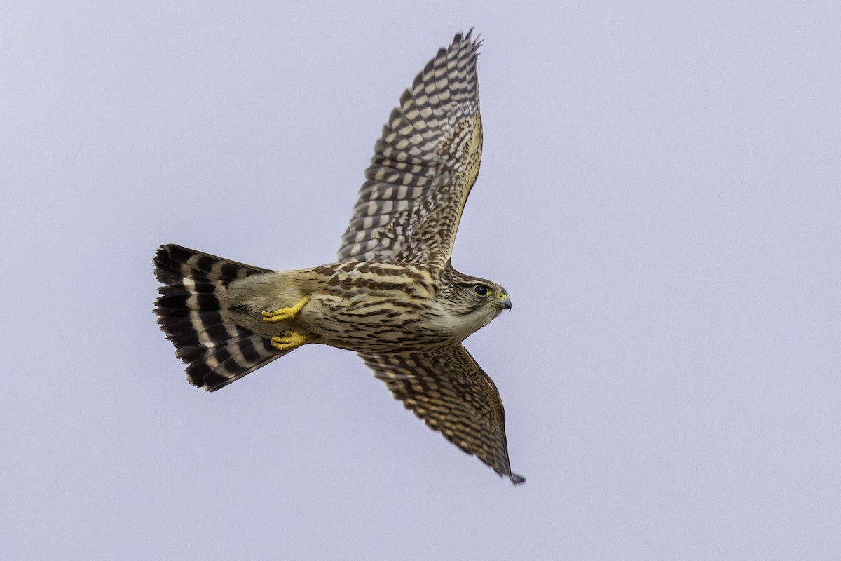בז גמדי - ML648173597