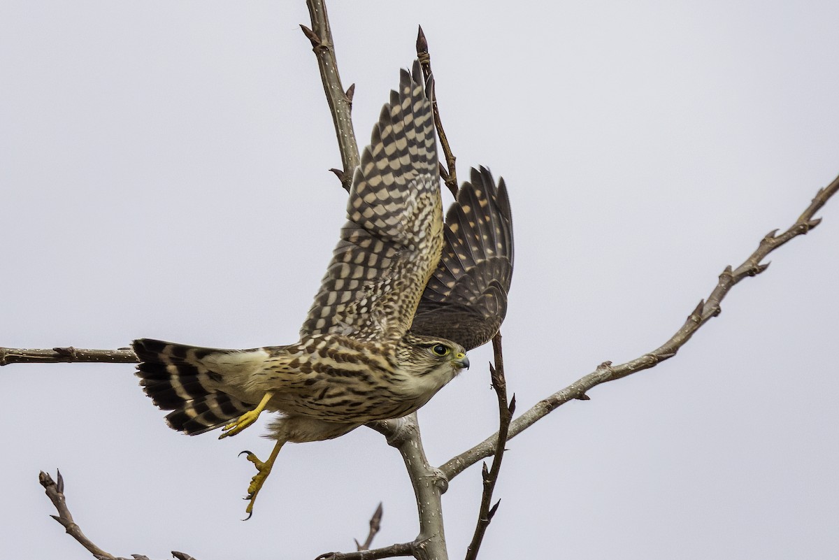 בז גמדי - ML648173598