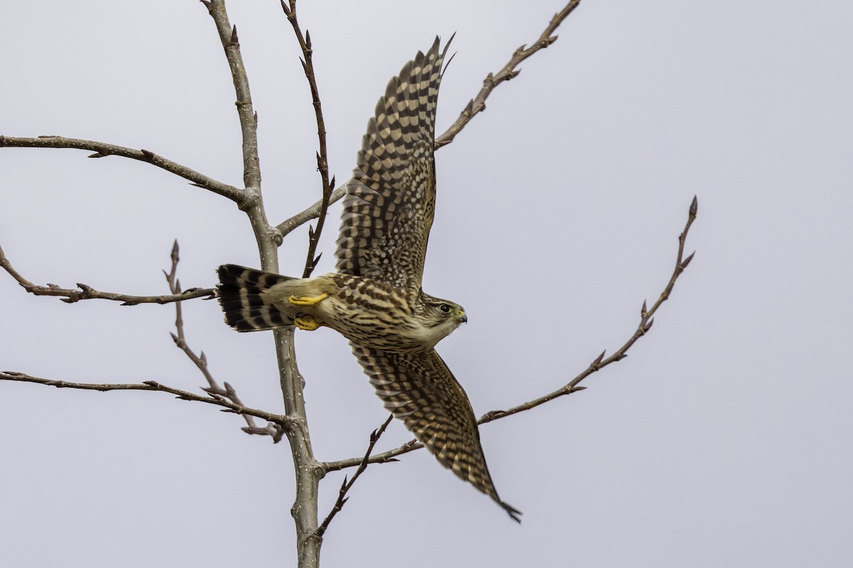 בז גמדי - ML648173599