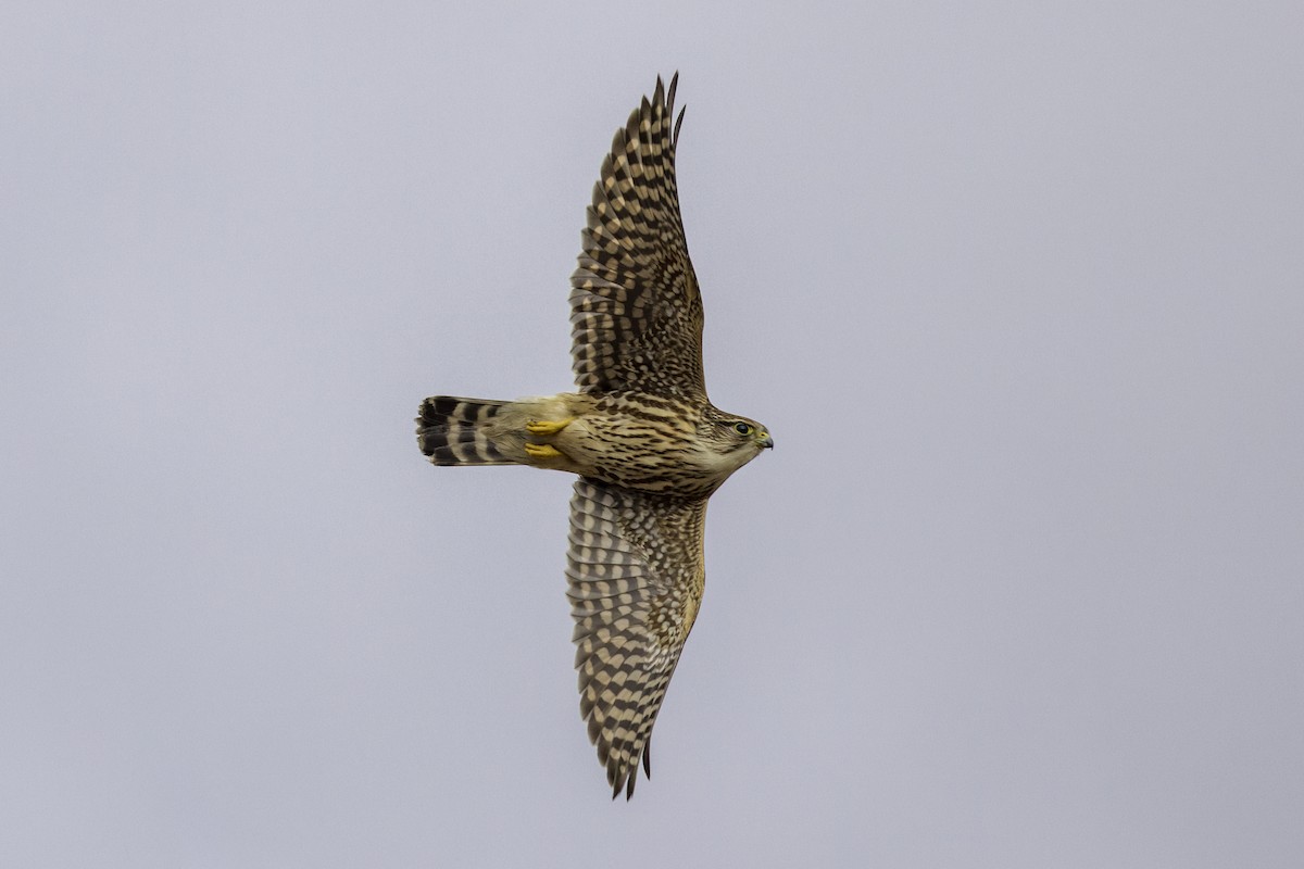 בז גמדי - ML648173600