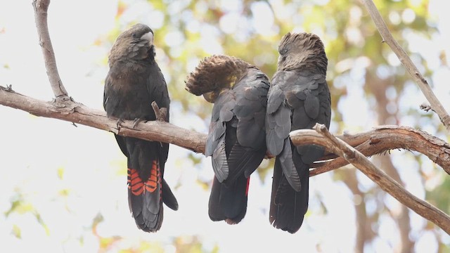 Glossy Black-Cockatoo - ML648174817
