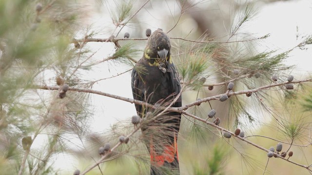 Glossy Black-Cockatoo - ML648174822