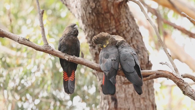 Glossy Black-Cockatoo - ML648174825