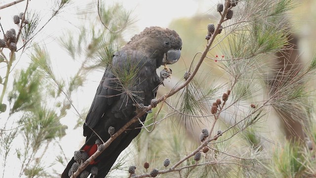 Glossy Black-Cockatoo - ML648174836