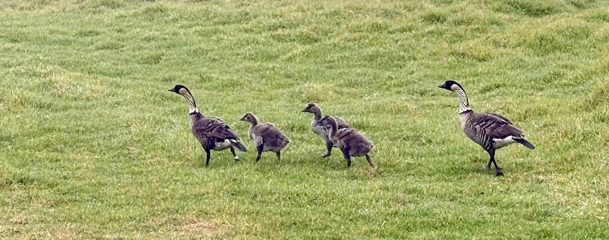 Hawaiian Goose - ML648175007