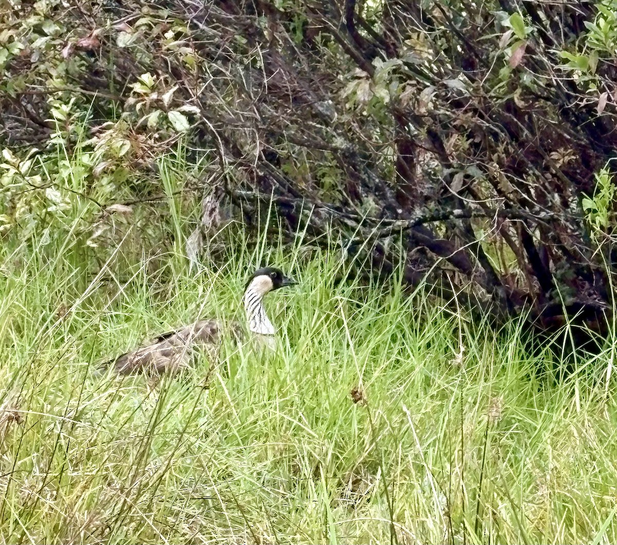 Hawaiian Goose - ML648175008