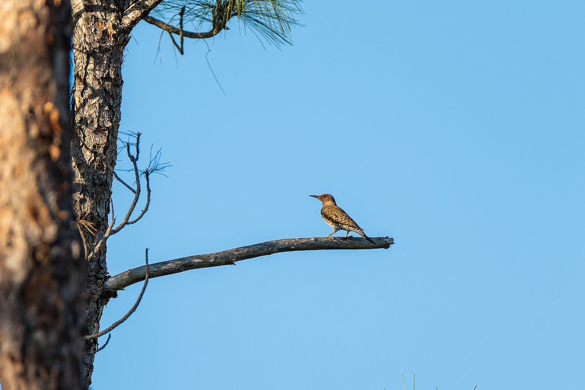 Northern Flicker (Yellow-shafted) - ML648175105