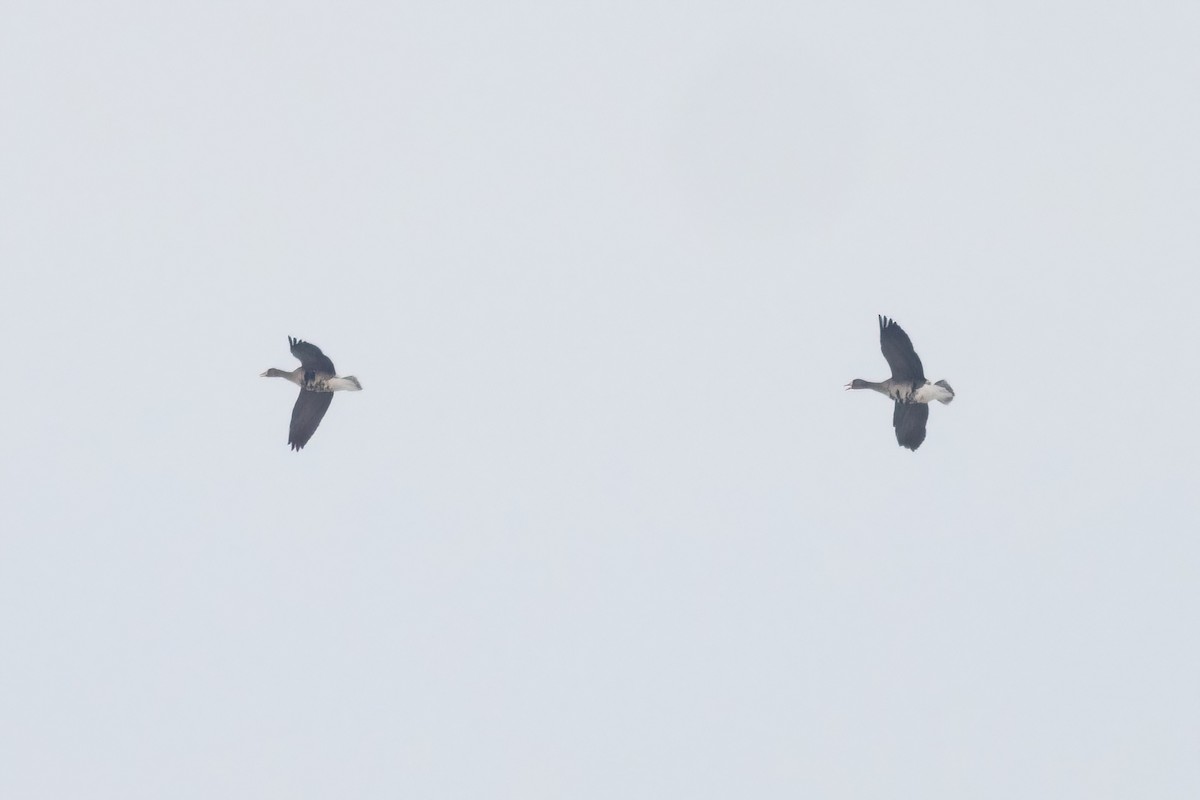 husa běločelá - ML648175369