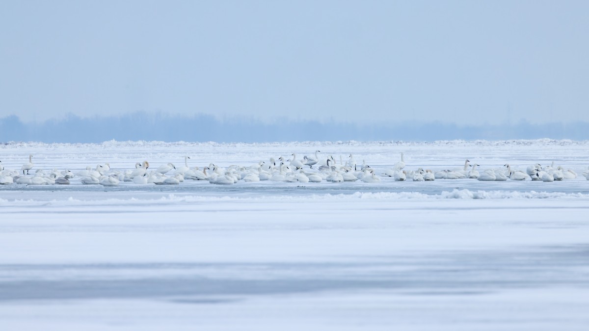 labuť malá (ssp. columbianus) - ML648175372