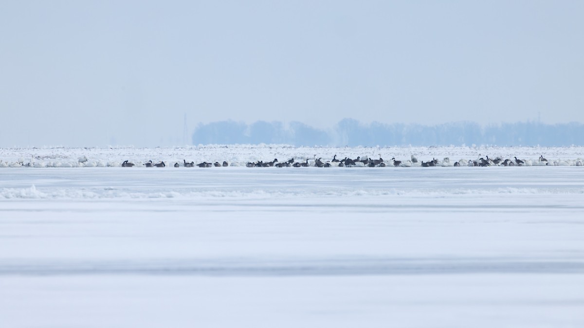 labuť malá (ssp. columbianus) - ML648175373