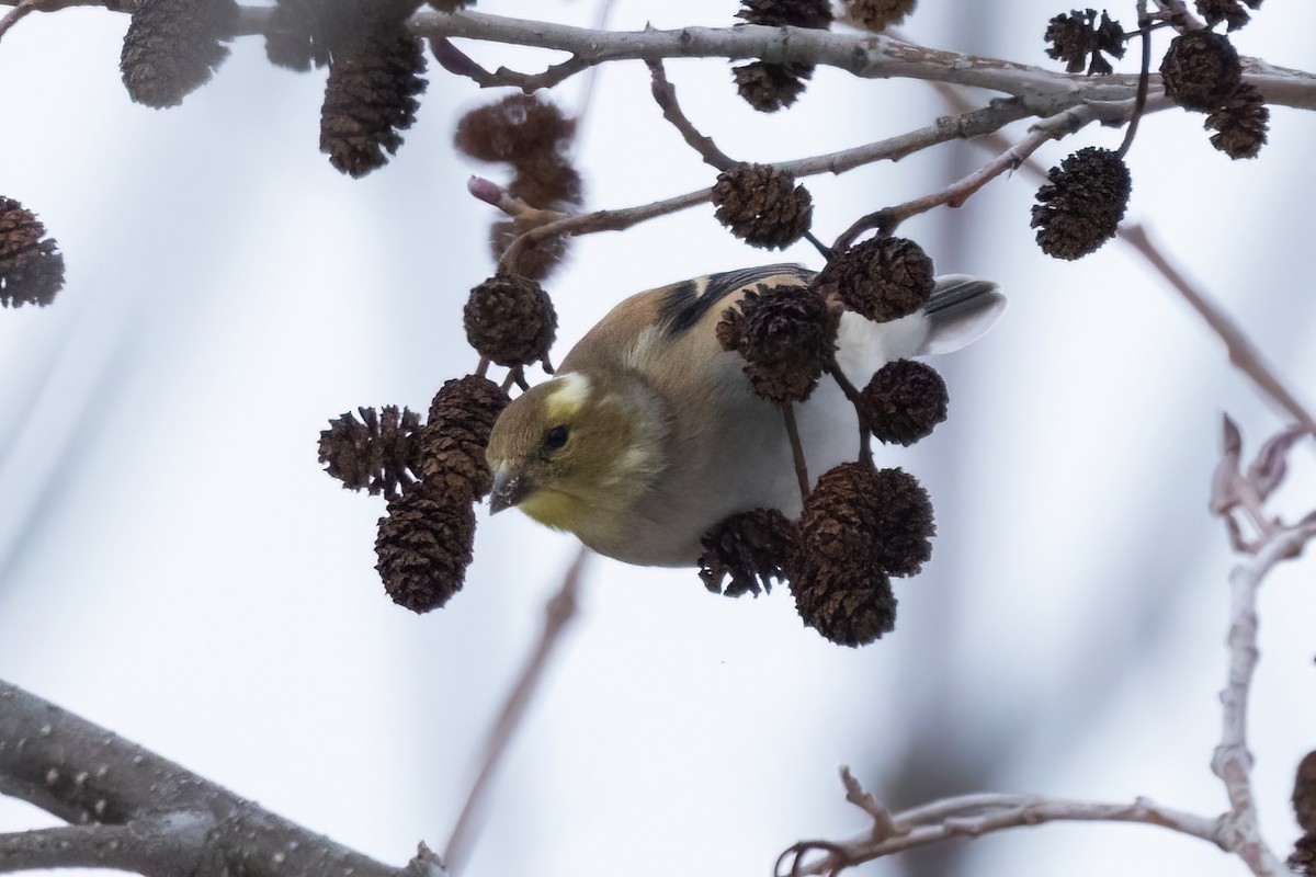 čížek žlutý - ML648175390