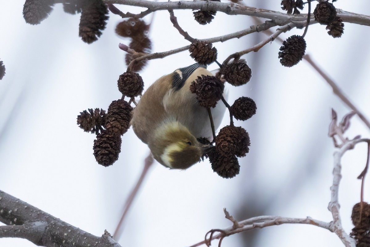 čížek žlutý - ML648175391